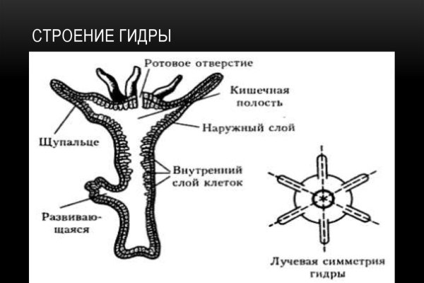 Кракен нарколог