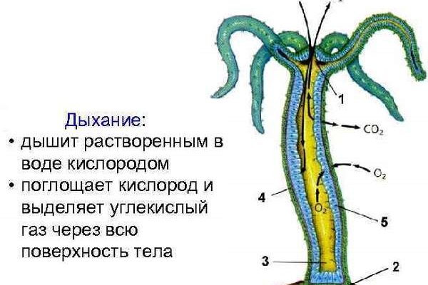 Как вывести деньги с кракена маркетплейс