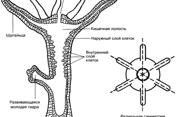 Kraken ссылка tor